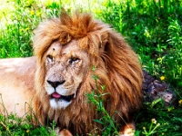 Lion & Safari Park
